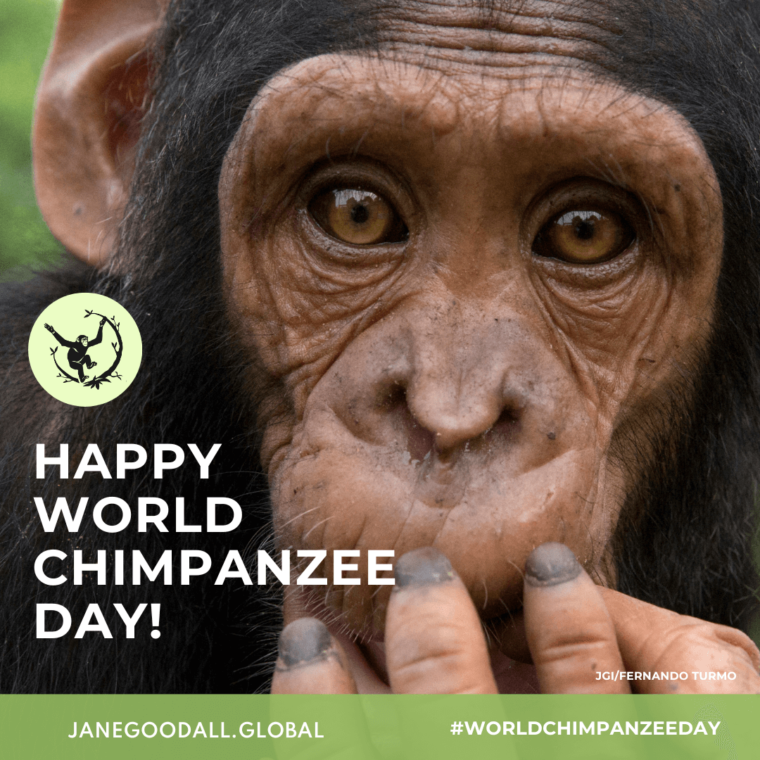 World Chimpanzee Day