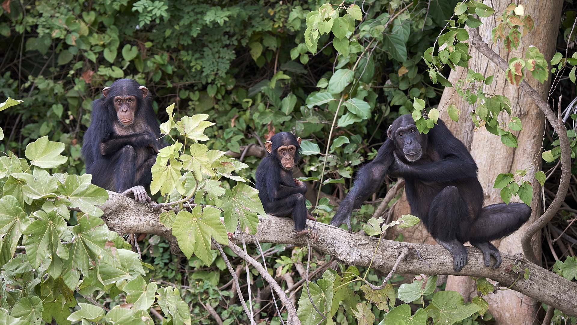 Chimpanzee in its natural habitat on Baboon Islands in The Gambia